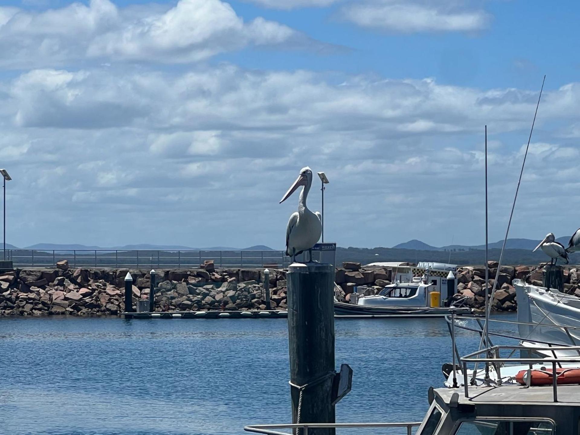 Intrepid Unit 8 3 Intrepid Close Nelson Bay Exteriör bild